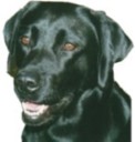 Reinrassige Labrador-Welpen vom Labradorz&uuml;chter im LCD/VDHD/VDH